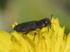 Anthaxia sepulchralis